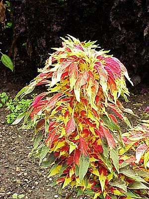 Amaranthus tricolor6.jpg