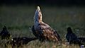 An adult white-tailed eagle (Haliaeetus albicilla) defending its prey