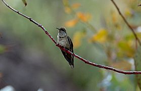 Andean Hillstar (Oreotrochilus estella) perched