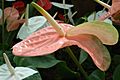 Anthurium at lalbagh 7096