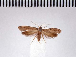 Archyala culta AMNZ21741.jpg