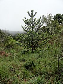 Auraucaria angsmall1