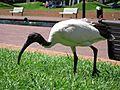 AustralianWhiteIbis gobeirne