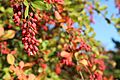 Berberis prattii1