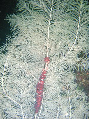 Black coral and seastar