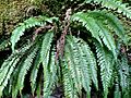 Blechnum chambersii 114249151