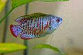 Blue dwarf gourami 1