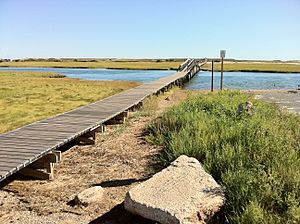 Boardwalk at Sandwich, MA