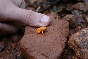 Brachycephalus ephippium.jpg