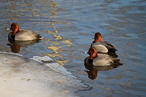 Buttonwood Park Zoo Redheads