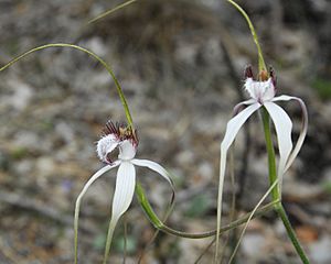 Caladenia JF WA.JPG