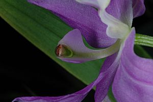 Calopogon oklahomensis Oklahoma Grasspink.jpg