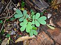 Cassia Tora (young plant)