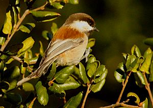 Chestnut-backed Chickadee 2