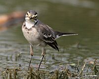 Citrine Wagtail I IMG 8316