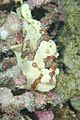 Commerson's Frogfish, Kona, Hawaii