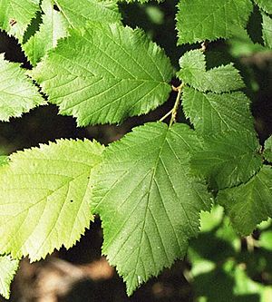 Corylus cornuta.jpg