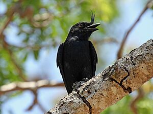 Crested Drongo RWD6.jpg