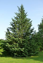 Cupressocyparis leylandii