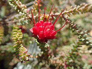 Darwinia oldfieldii.jpg