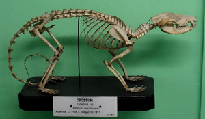 Didelphis skeleton