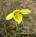 Diuris behrii