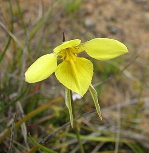 Diuris behrii.jpg