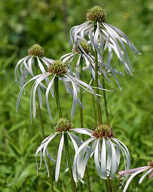 Echinacea pallida (8).jpg