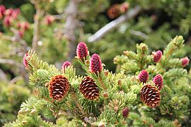 Engelmann Spruce cones RMNP