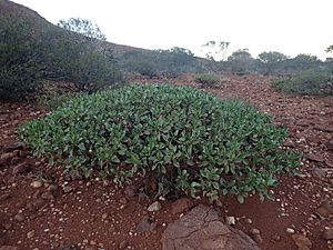 Eremophila flaccida (habit).jpg