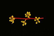 Eucalyptus argophloia buds