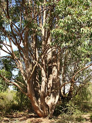 Eucalyptus cloeziana.jpg