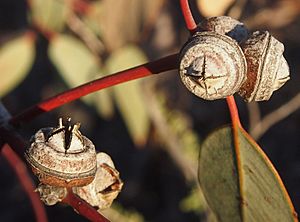 Eucalyptus sessilis capsules