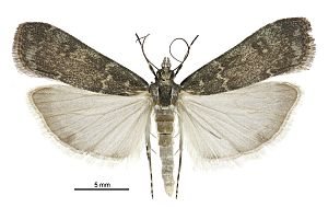 Eudonia cataxesta male.jpg