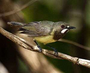 Fairy gerygone portland08.JPG