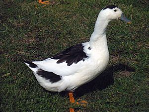 FemaleMagpieDuck