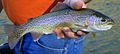 Female Rainbow Trout in hand.JPG