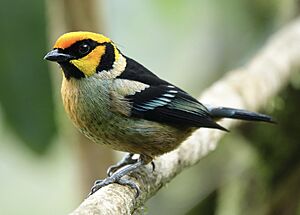 Flame-faced Tanager (Tangara parzudakii lunigera).jpg