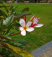 Frangipani 3