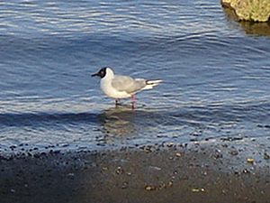 Gaviota de Franklin