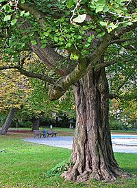 Ginkgo Stamm