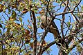 Guira cuckoo (Guira guira)