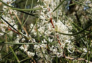 Hakea rostrata.jpg