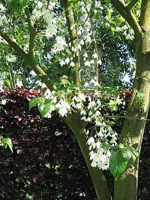 Halesia carolina02