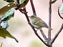 Hume's Warbler I2 IMG 3401.jpg