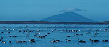 Izembek Lagoon Amak Island.jpg