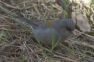 Junco hyemalis caniceps2