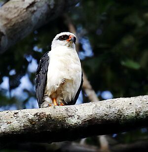 Leucopternis melanops - Black-faced hawk.jpg