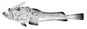 Lophius piscatorius.jpg