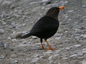 Luzon Island Thrush 1